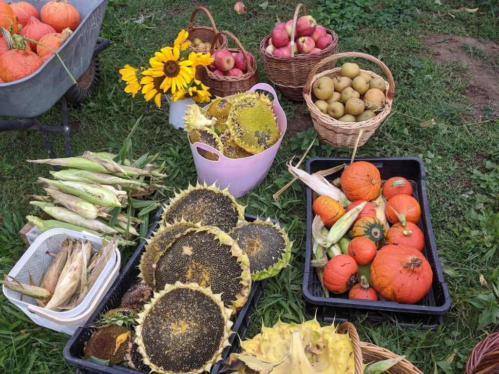 harvest